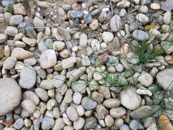 Image of field horsetail