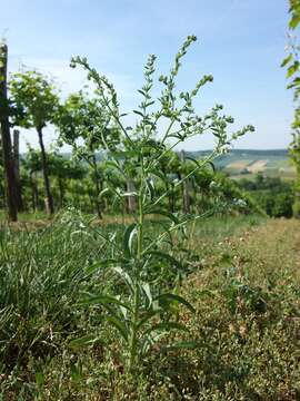 Image of European stickseed