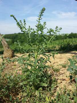 Image of European stickseed