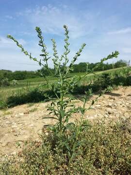 Image of European stickseed