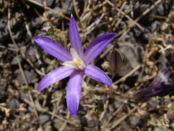 Image of crown brodiaea