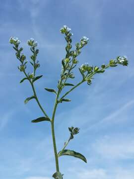 Image of European stickseed