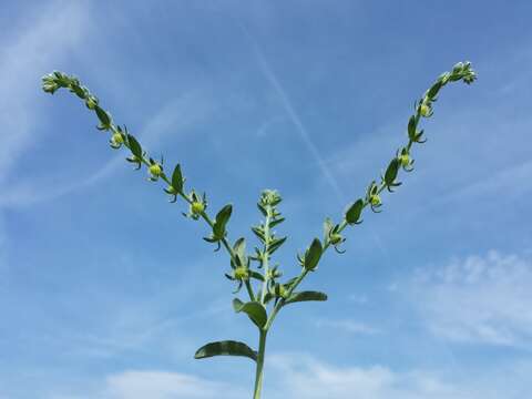 Image of European stickseed