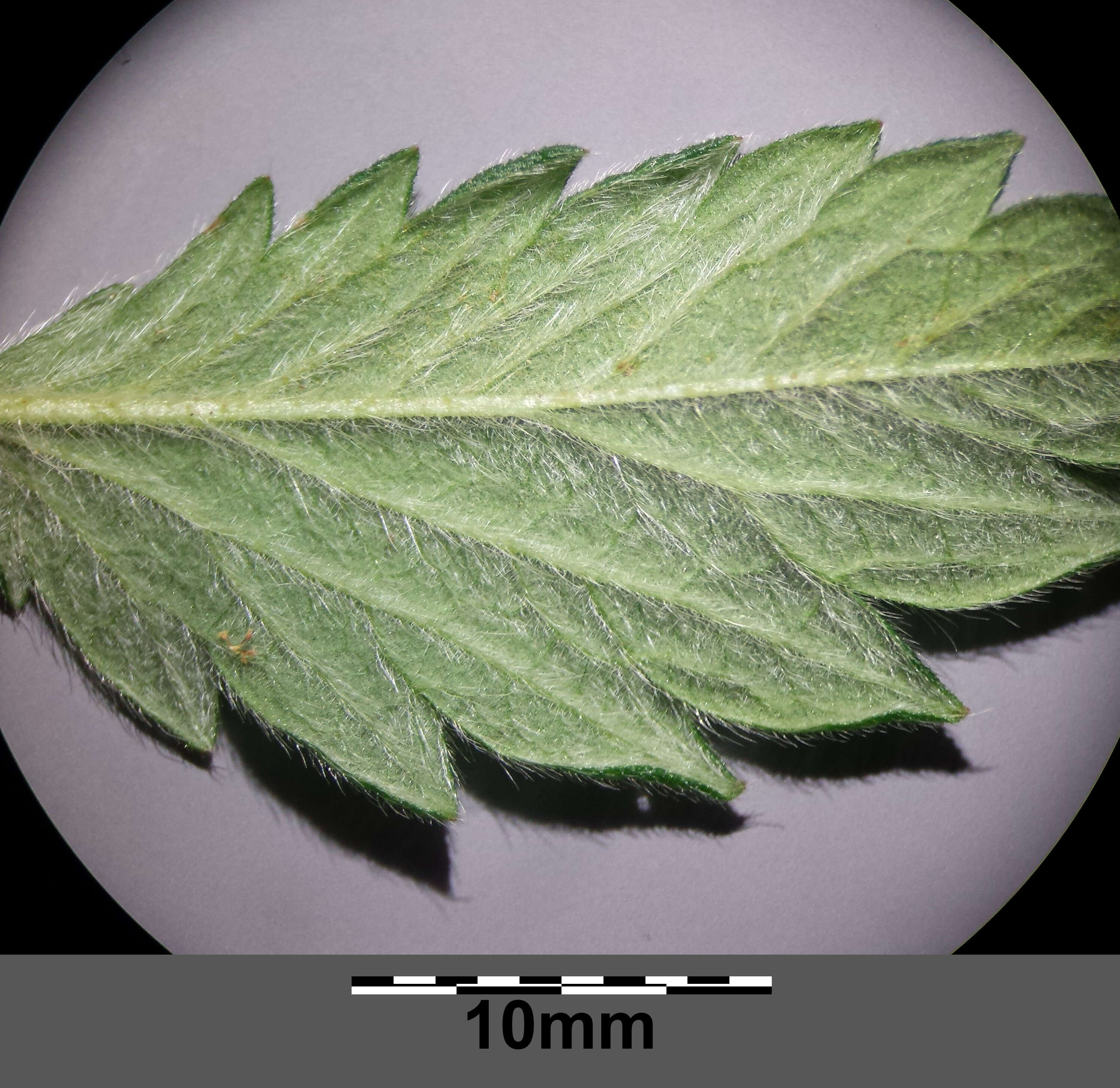 Image of Agrimony