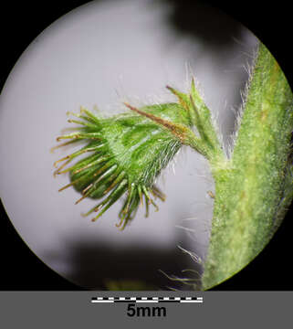 Image of Agrimony