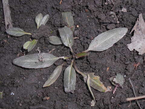 Image of obedient plant