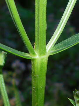 Image of obedient plant