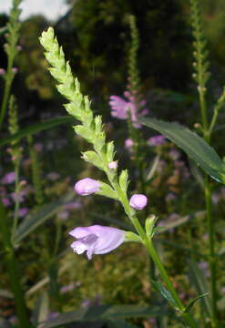 Image of obedient plant