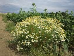 Image of scentless false mayweed