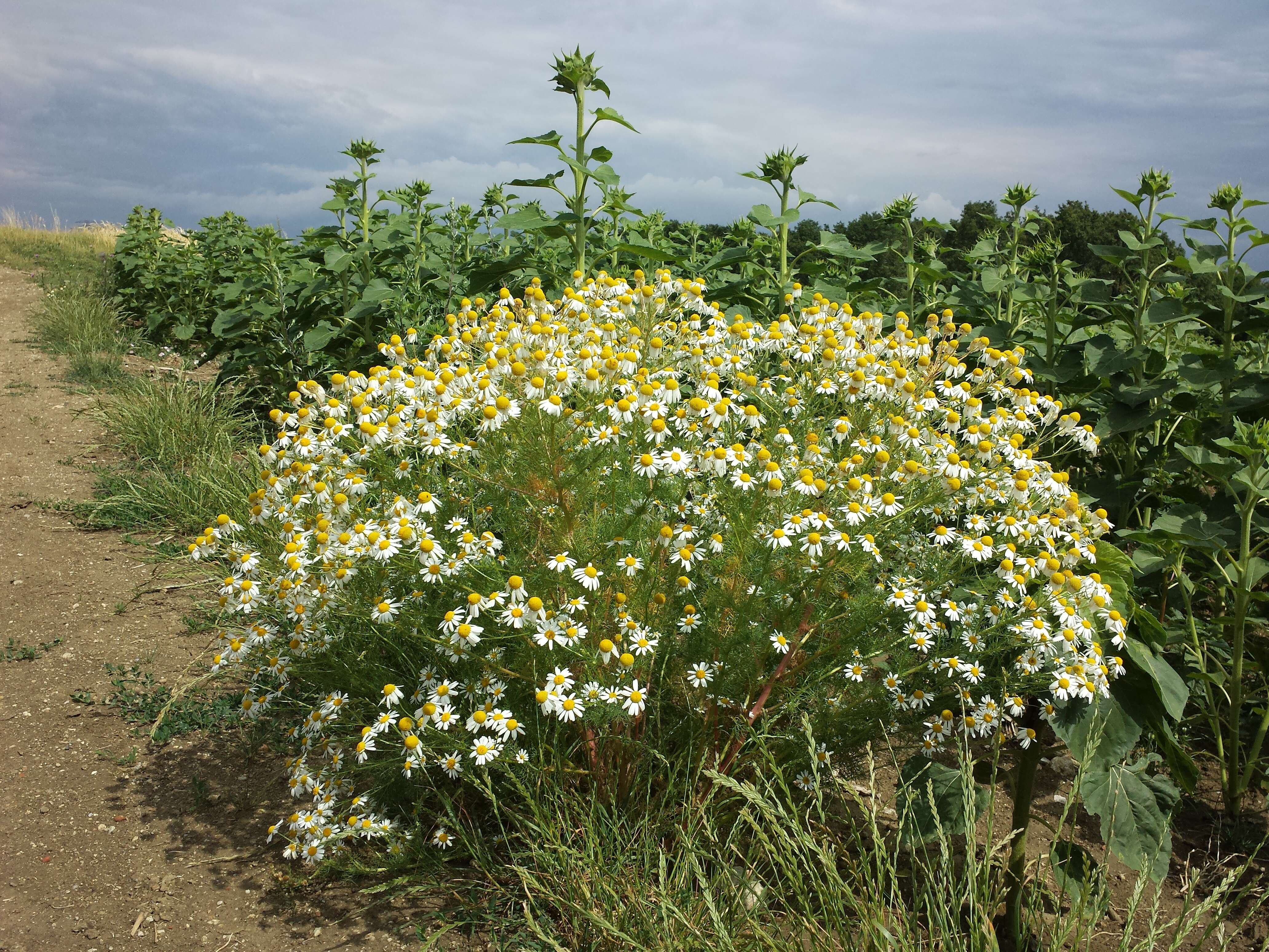 Image of scentless false mayweed