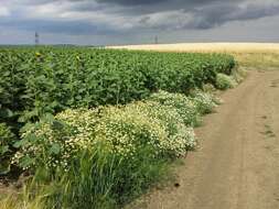 Image of scentless false mayweed