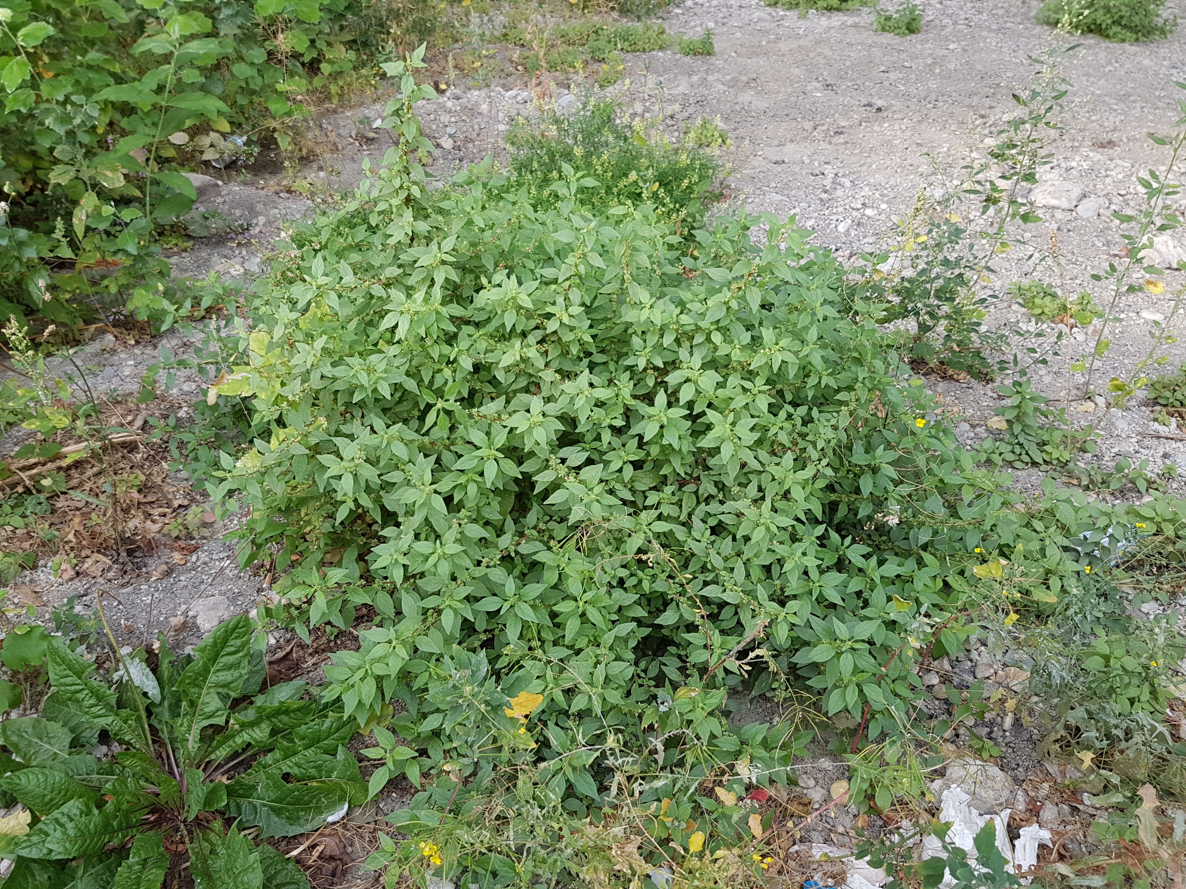 Image of pellitory-of-the-wall