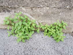 Image of pellitory-of-the-wall