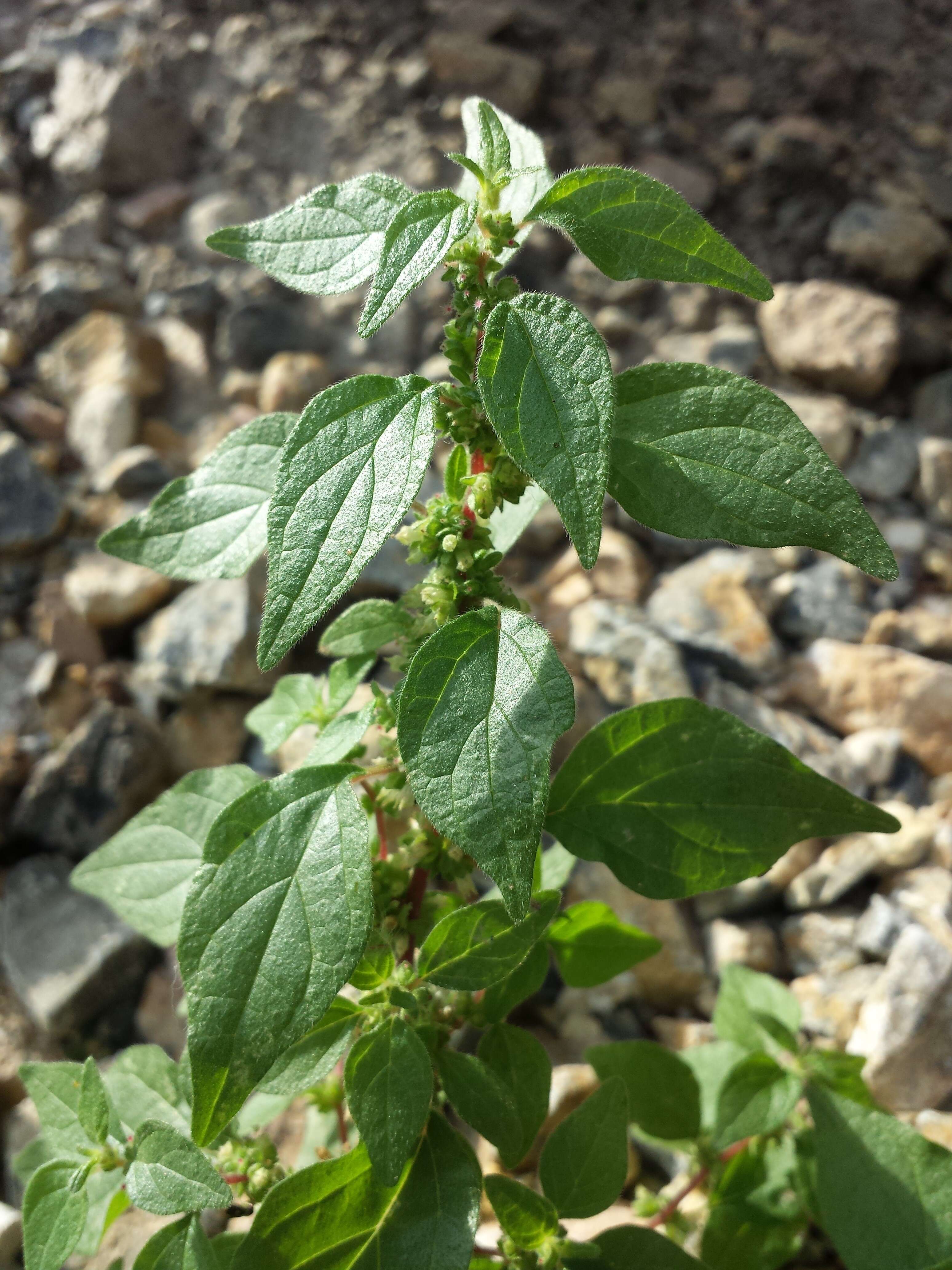 Image of pellitory-of-the-wall