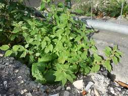 Image of pellitory-of-the-wall