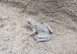 Image of Common frog