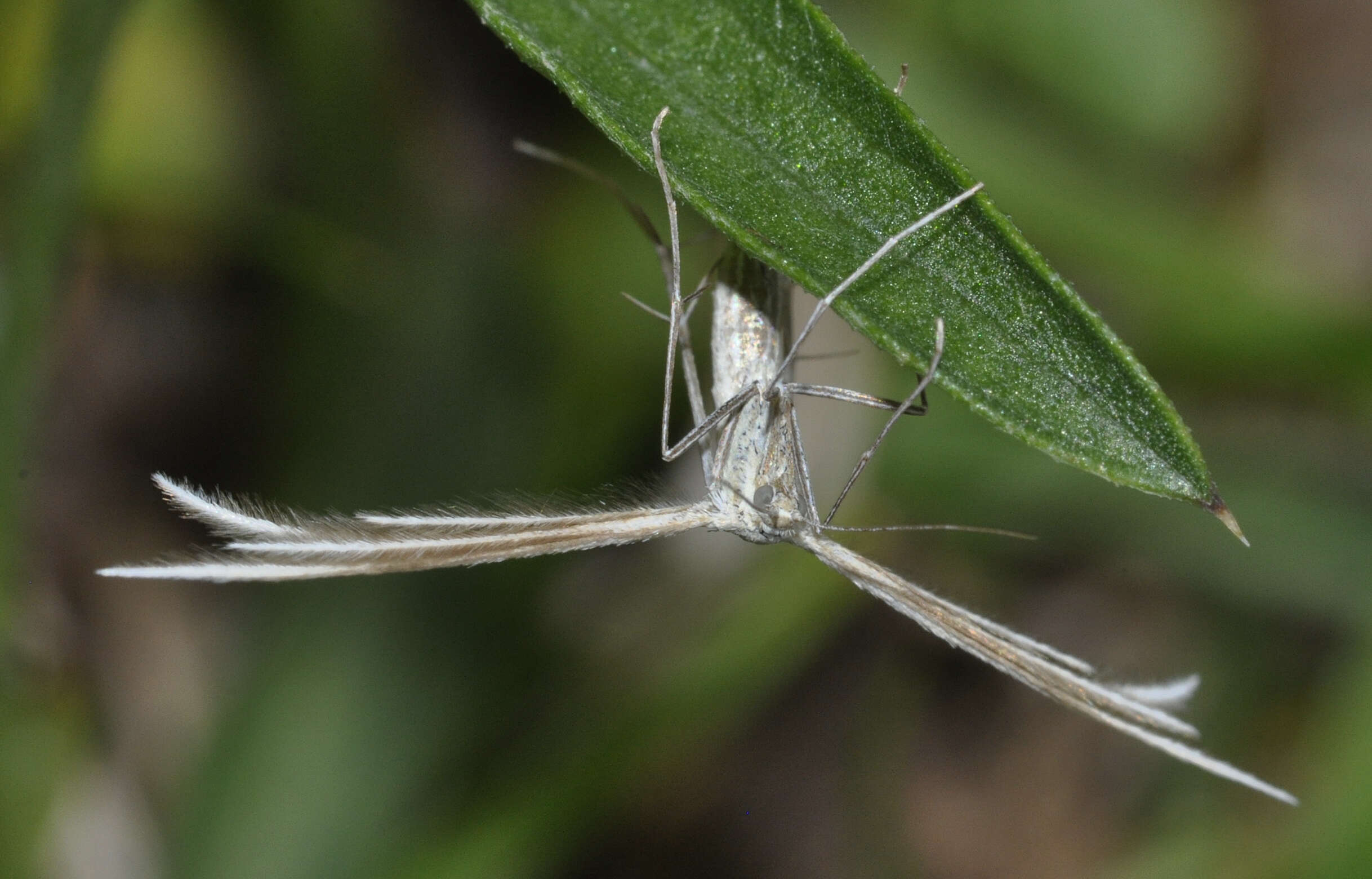 Image of Merrifieldia baliodactylus (Zeller 1841)