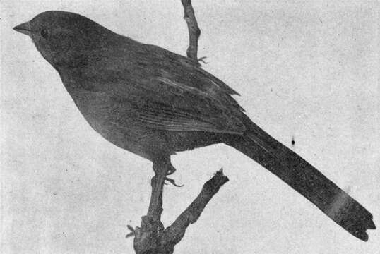 Image of California Towhee