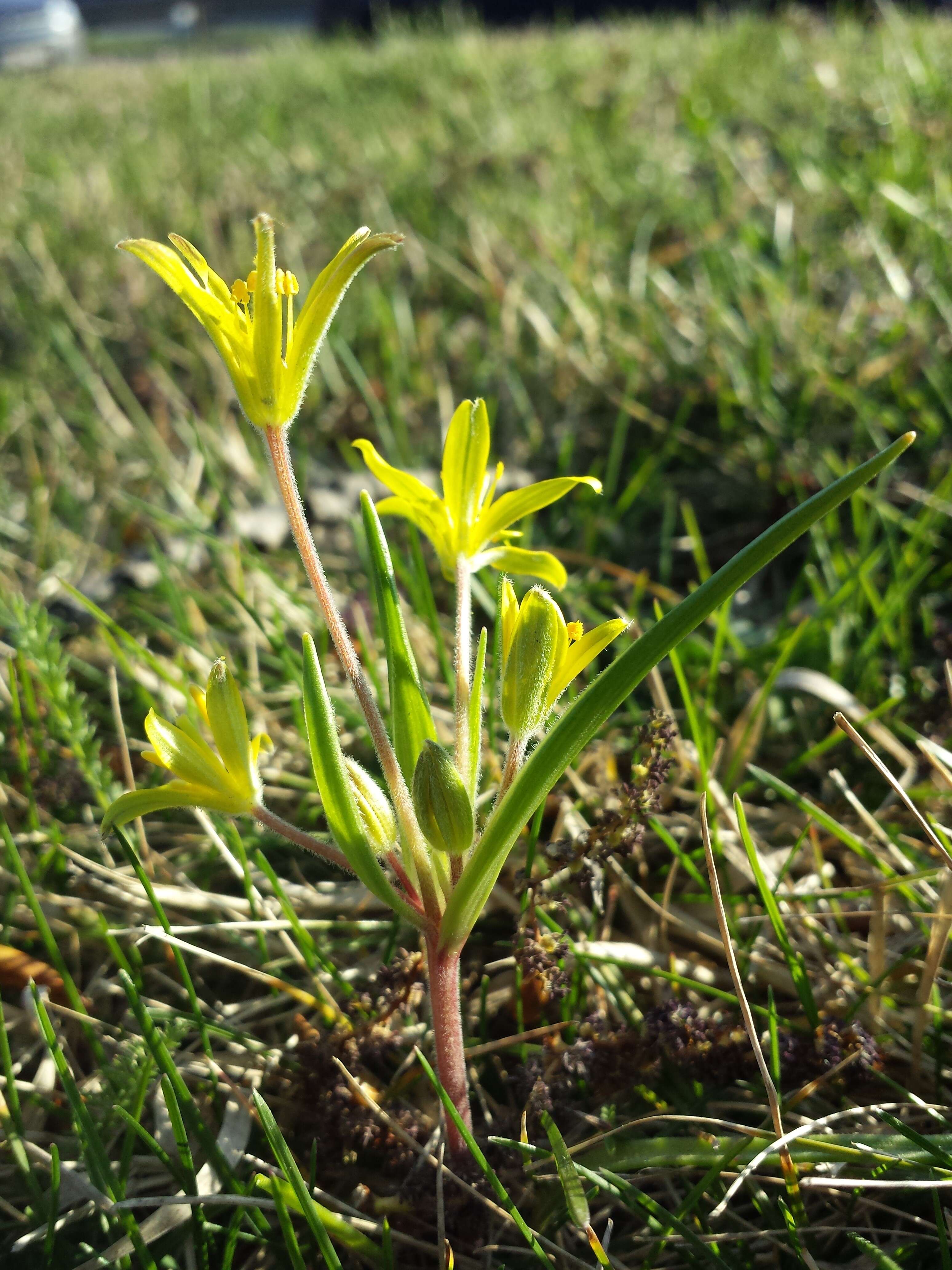 Image of field star-of-bethlehem