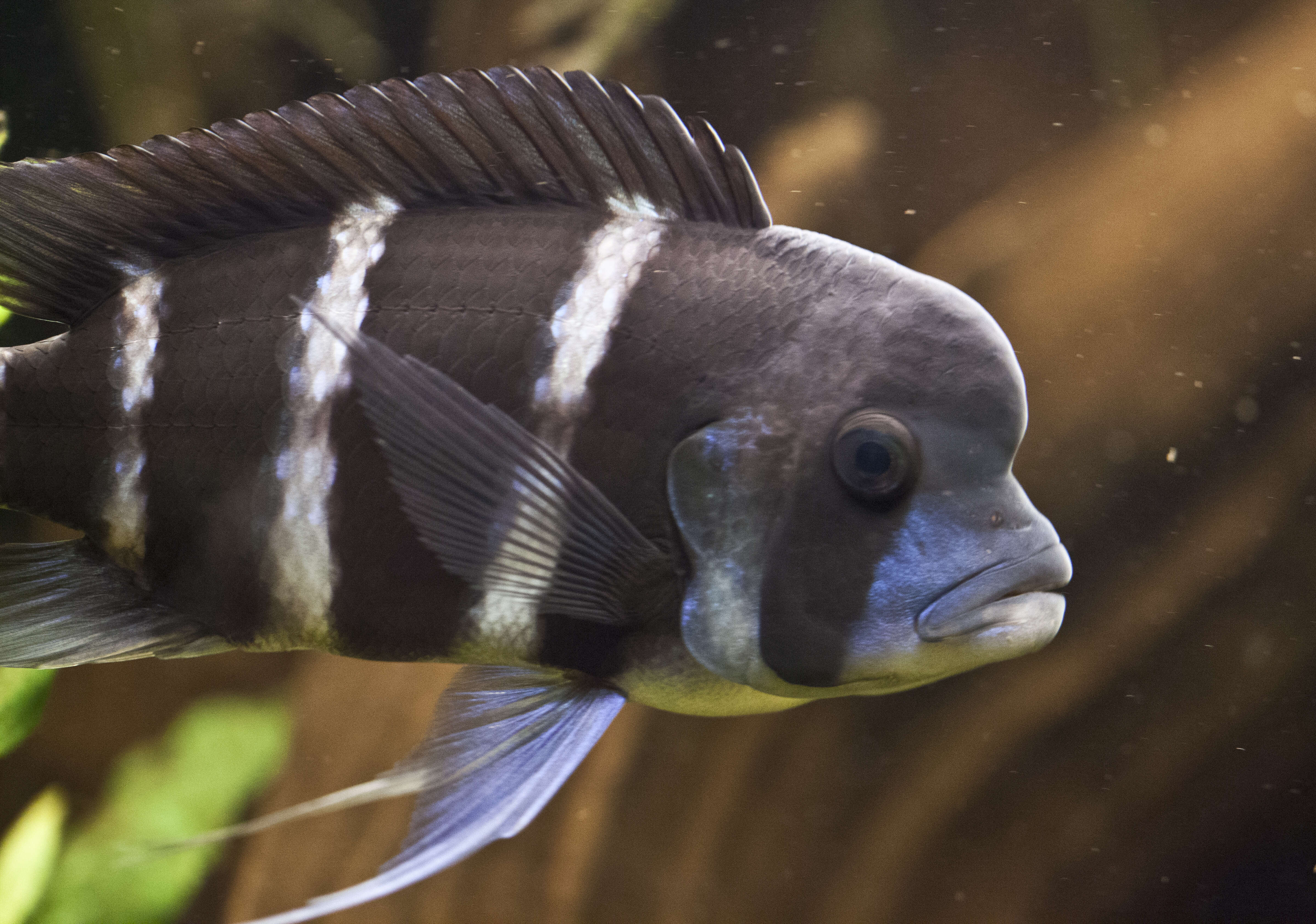 Cyphotilapia resmi