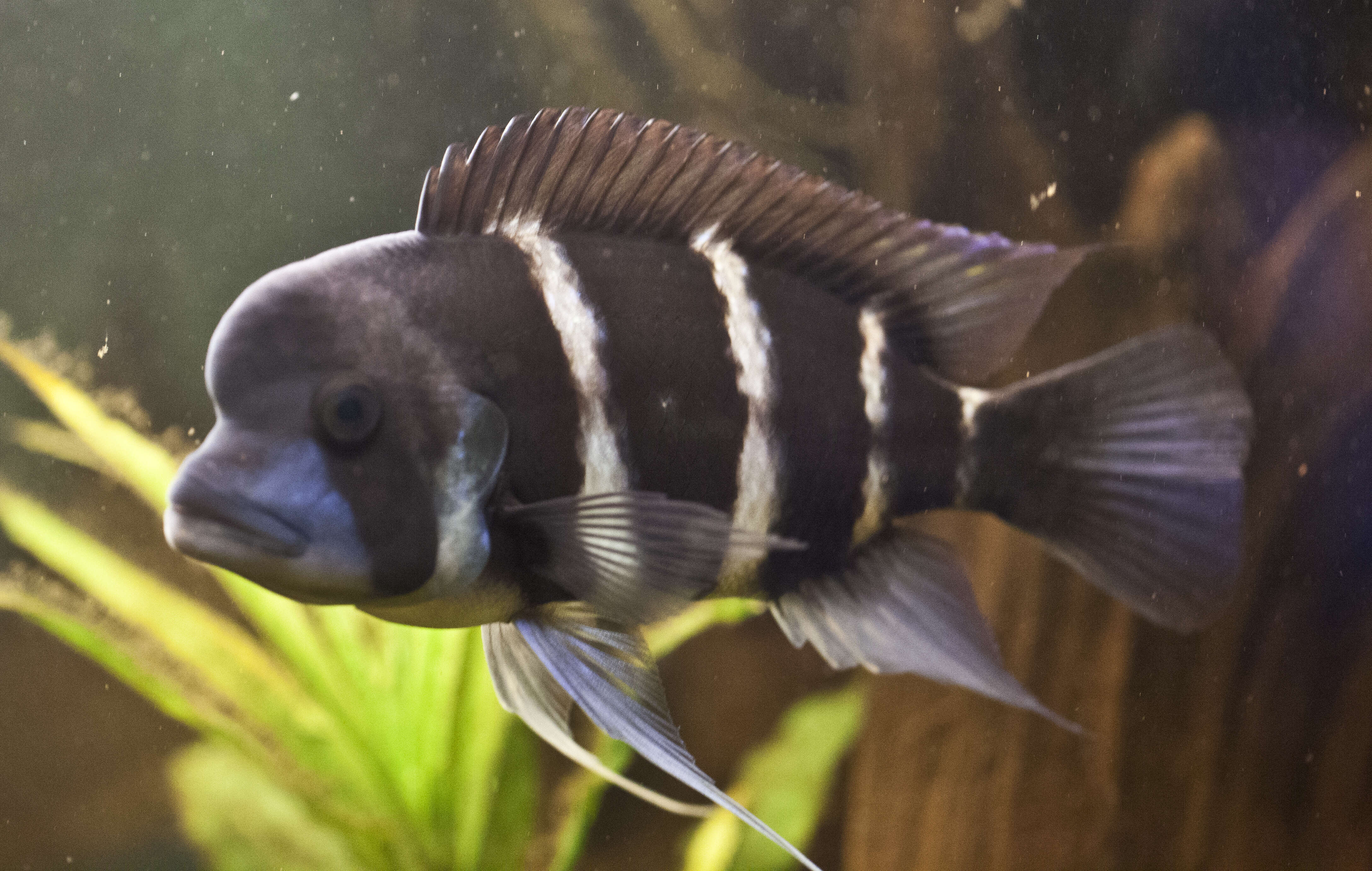 Cyphotilapia resmi