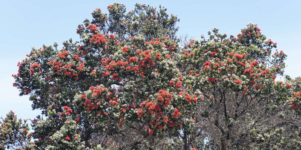 Imagem de Metrosideros polymorpha Gaud.