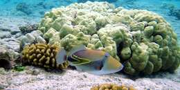 Image of Reef triggerfish