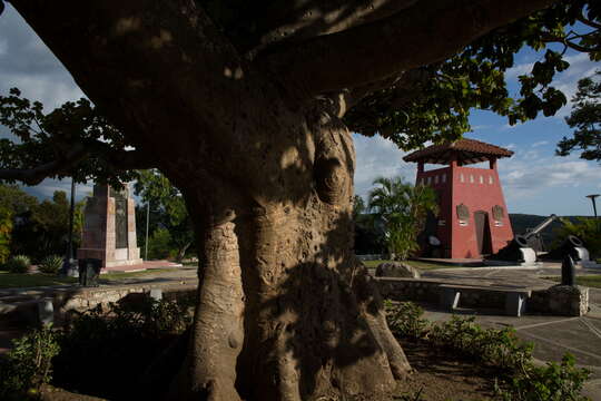 Image of Panama tree