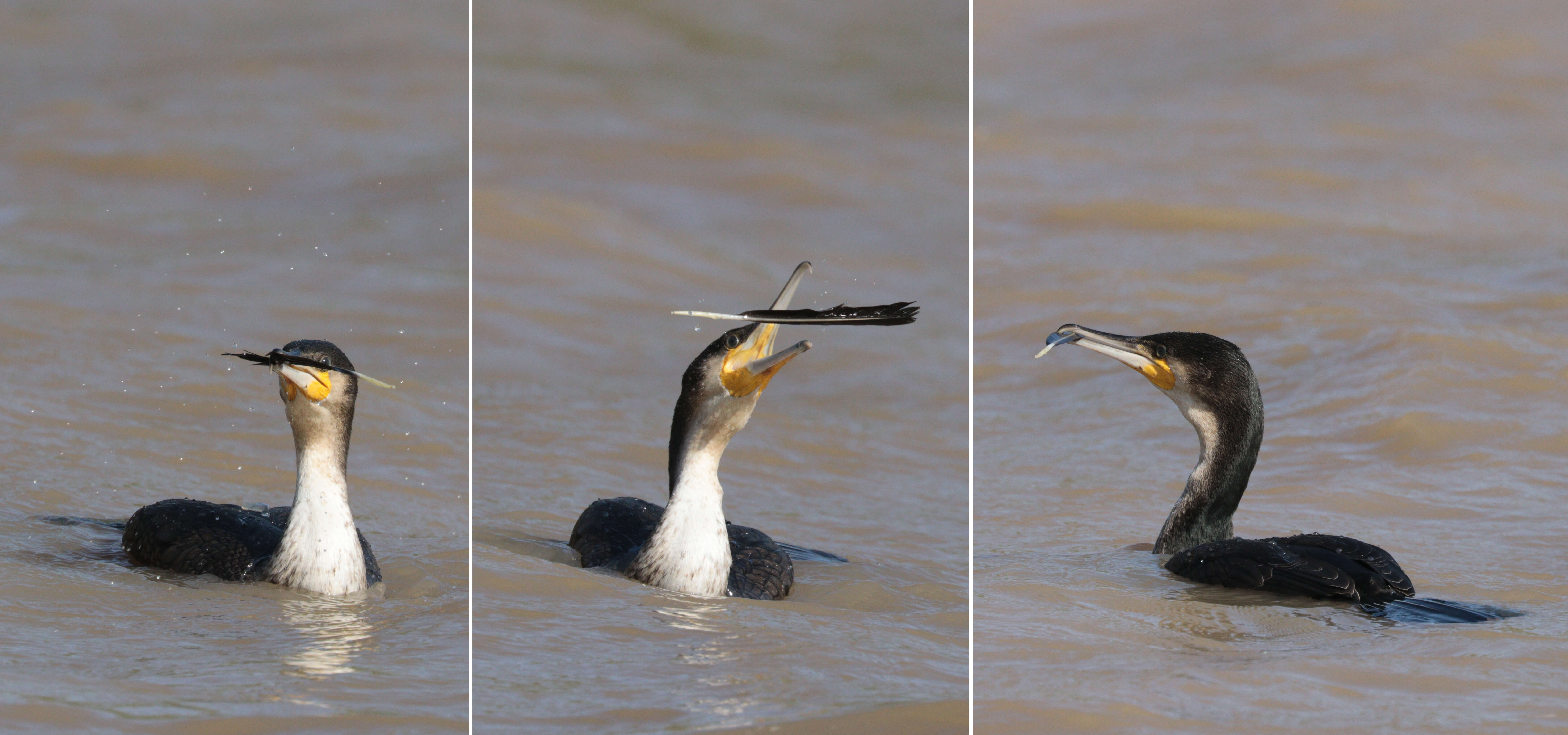 Image of White-breasted Cormorant