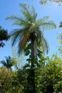 Image of Yellow coconut