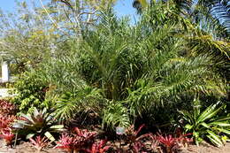 Image of Beach Coconut