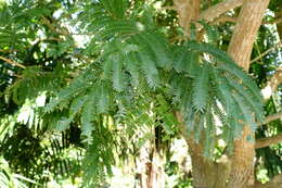 Image of wild tamarind