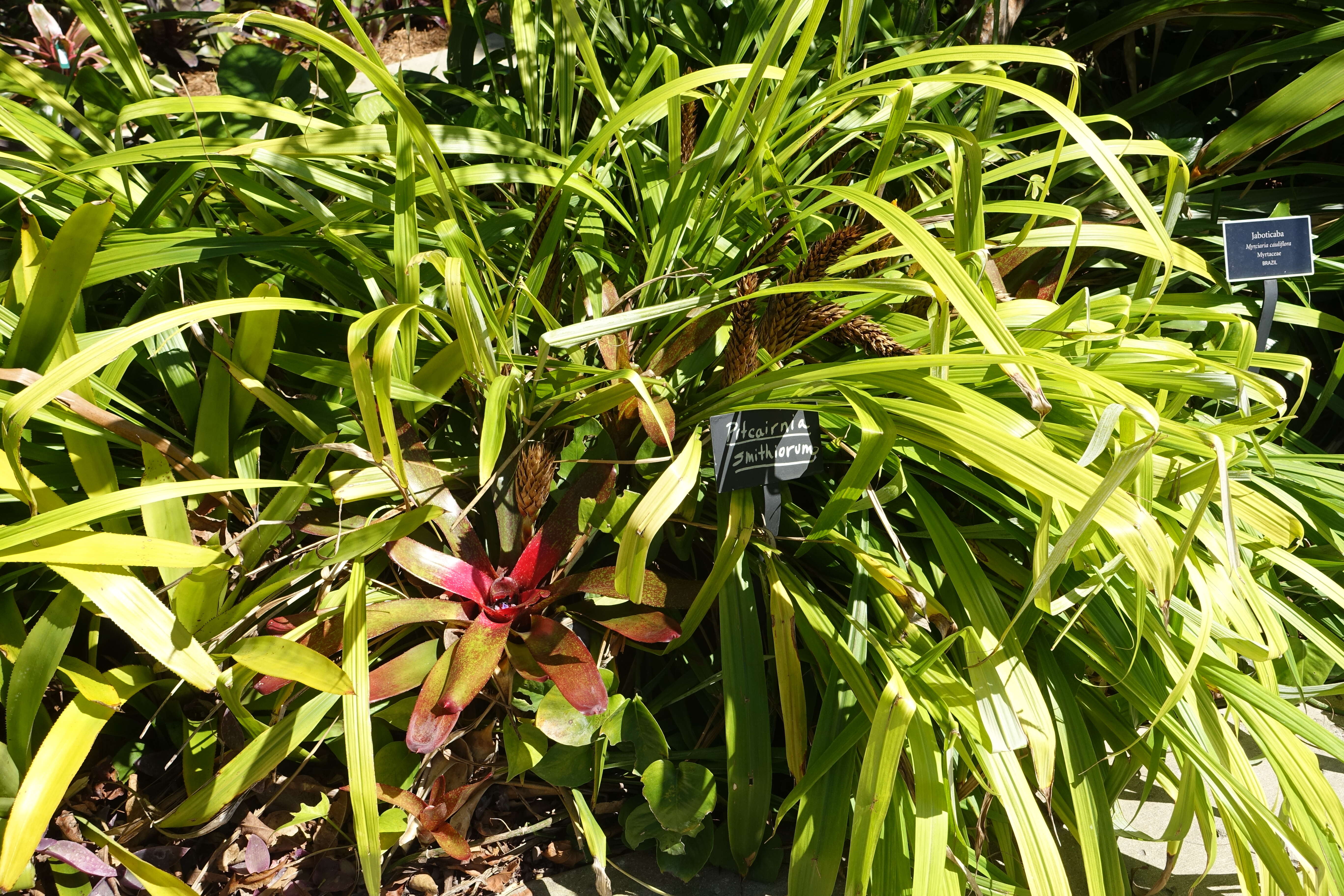 Image of Pitcairnia smithiorum H. Luther