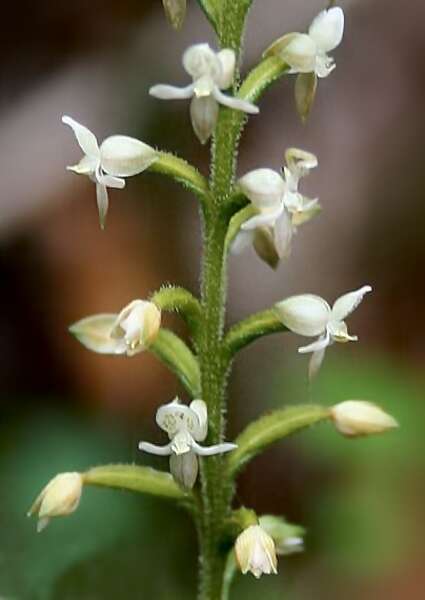 Image of helmet orchid