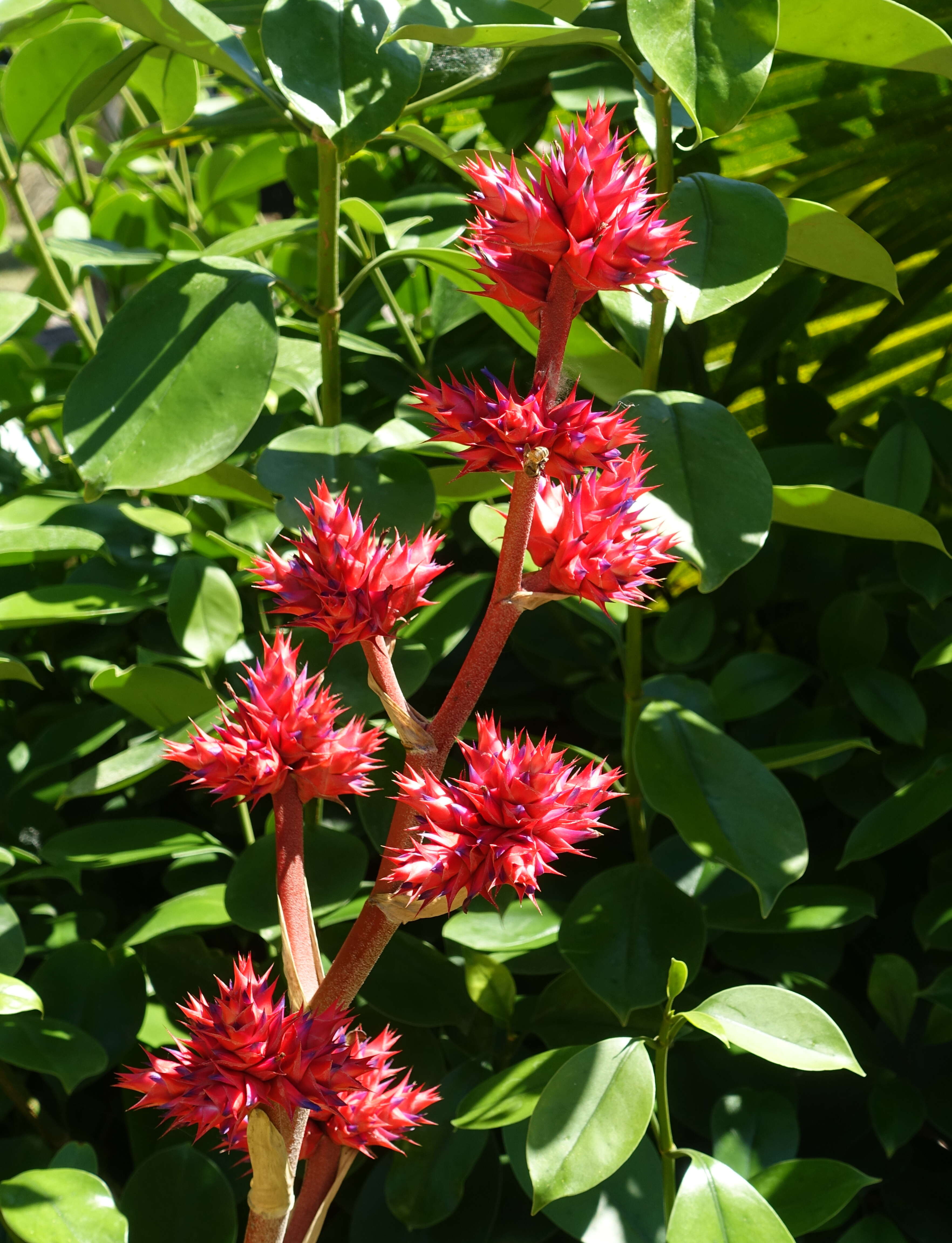 Image of Hohenbergia stellata Schult. & Schult. fil.