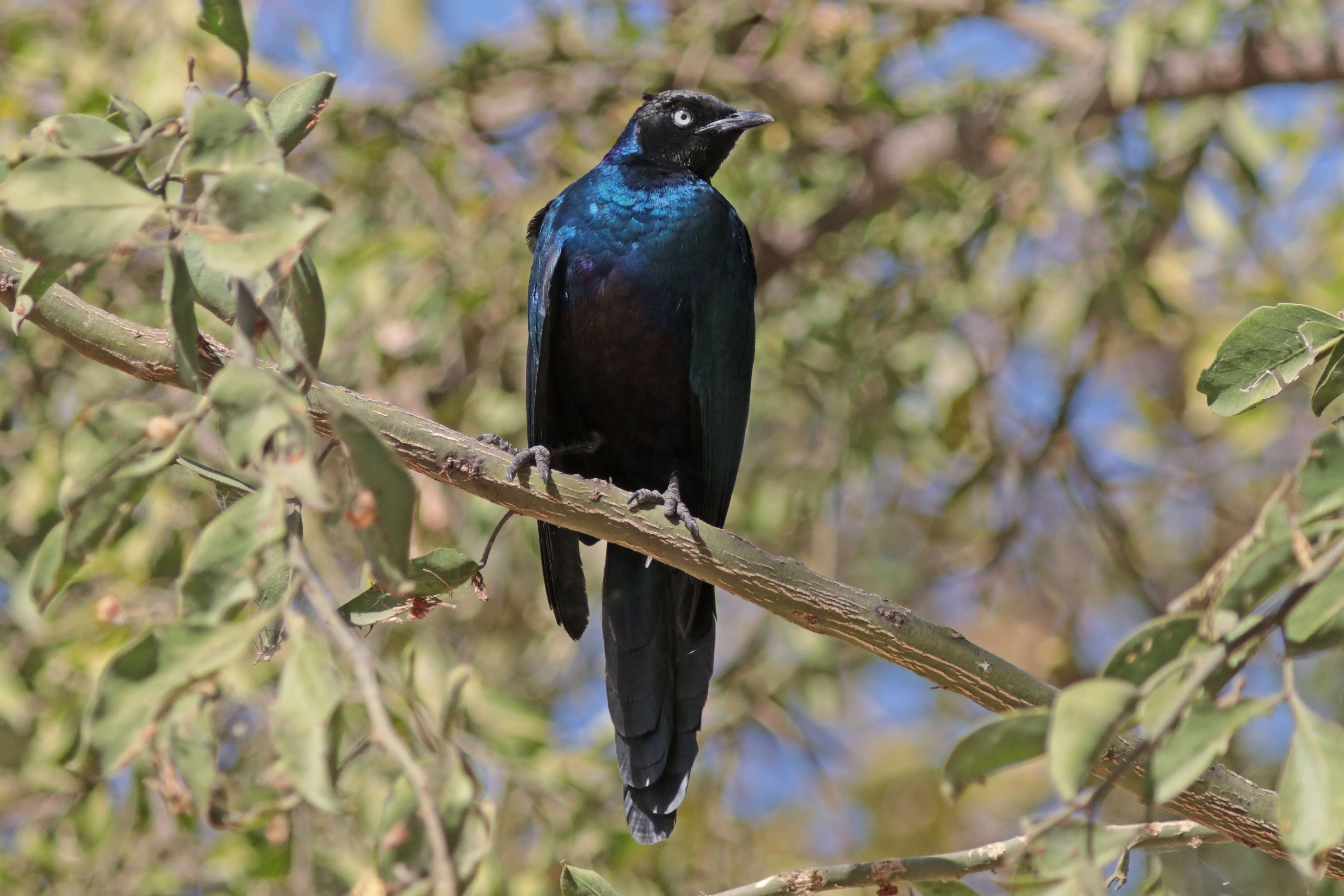 Image of Rueppell's Glossy-Starling