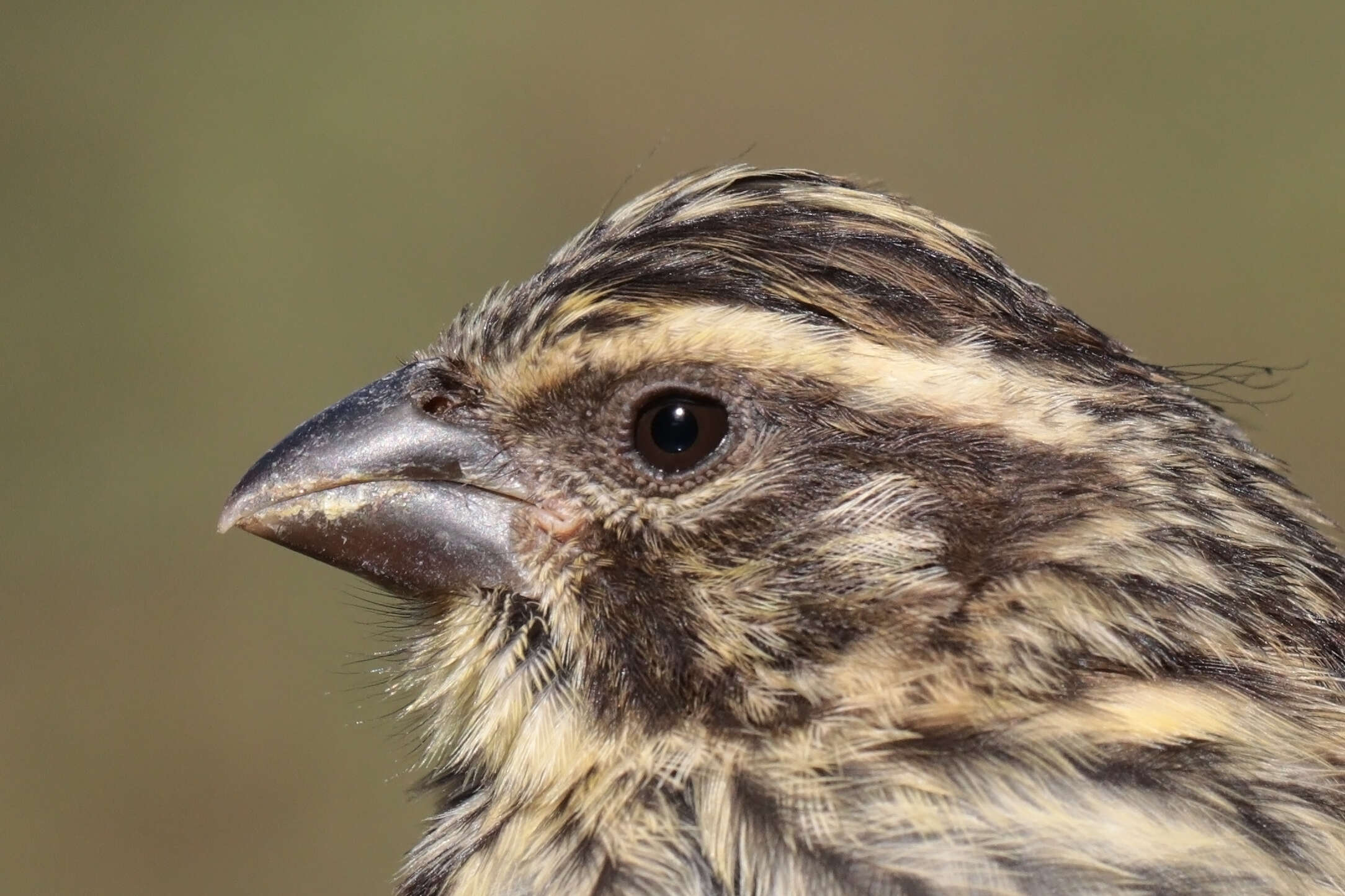 Image of Streaky Seedeater