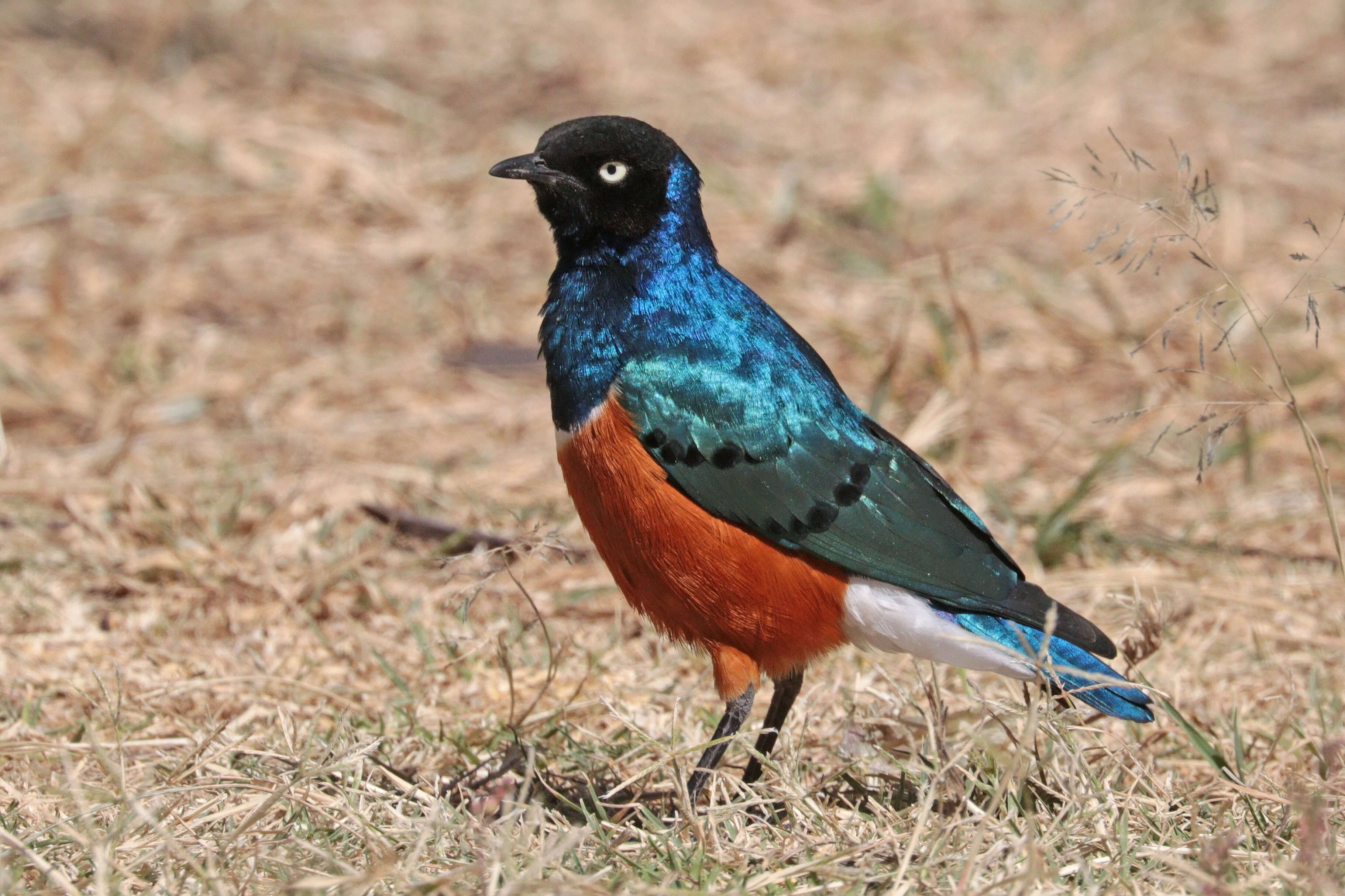 Image of Superb Starling