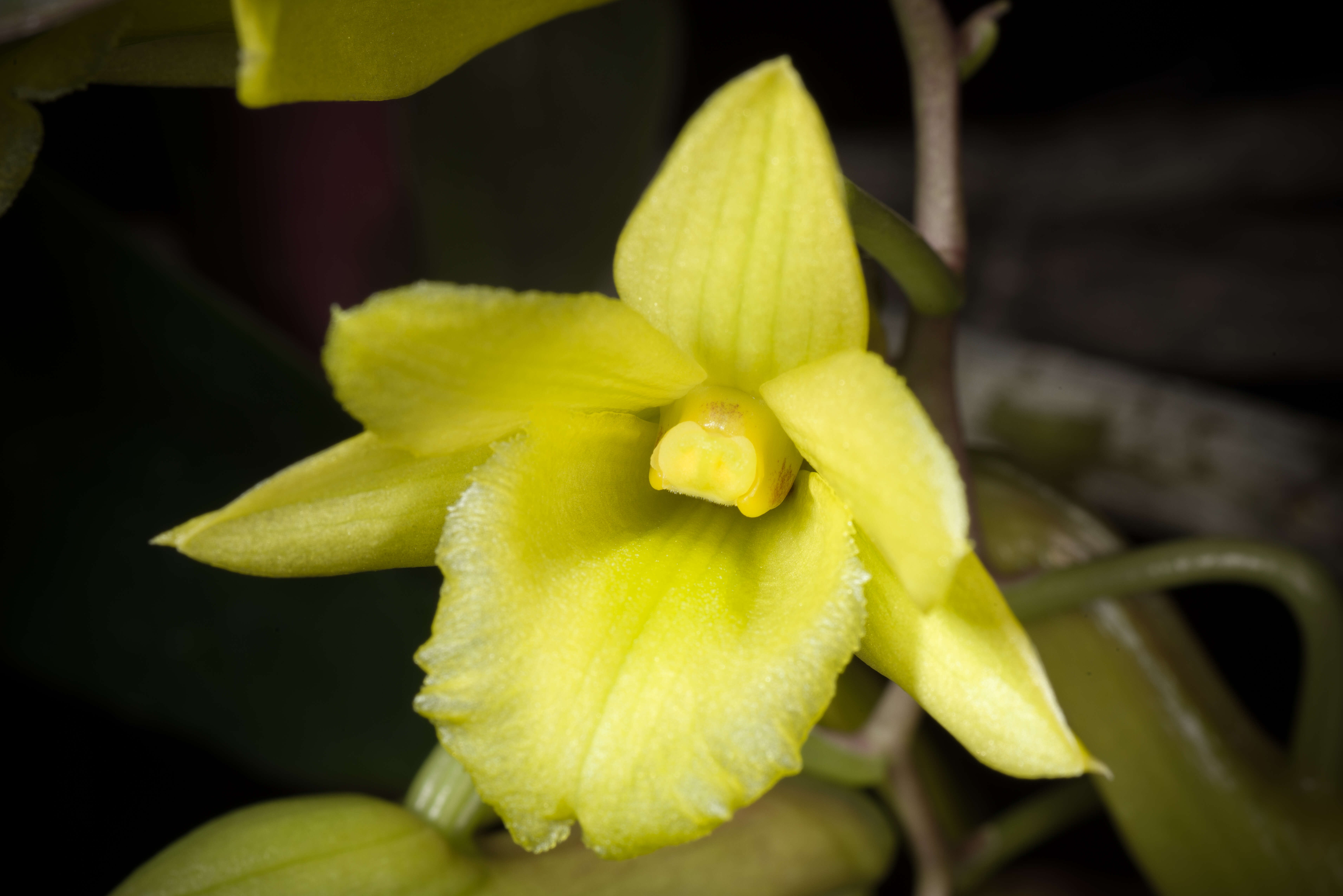 Dendrobium cerinum Rchb. fil.的圖片