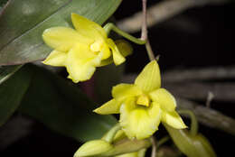 Dendrobium cerinum Rchb. fil.的圖片