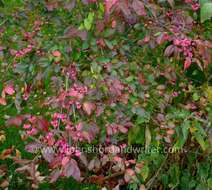 Image of Common spindle tree