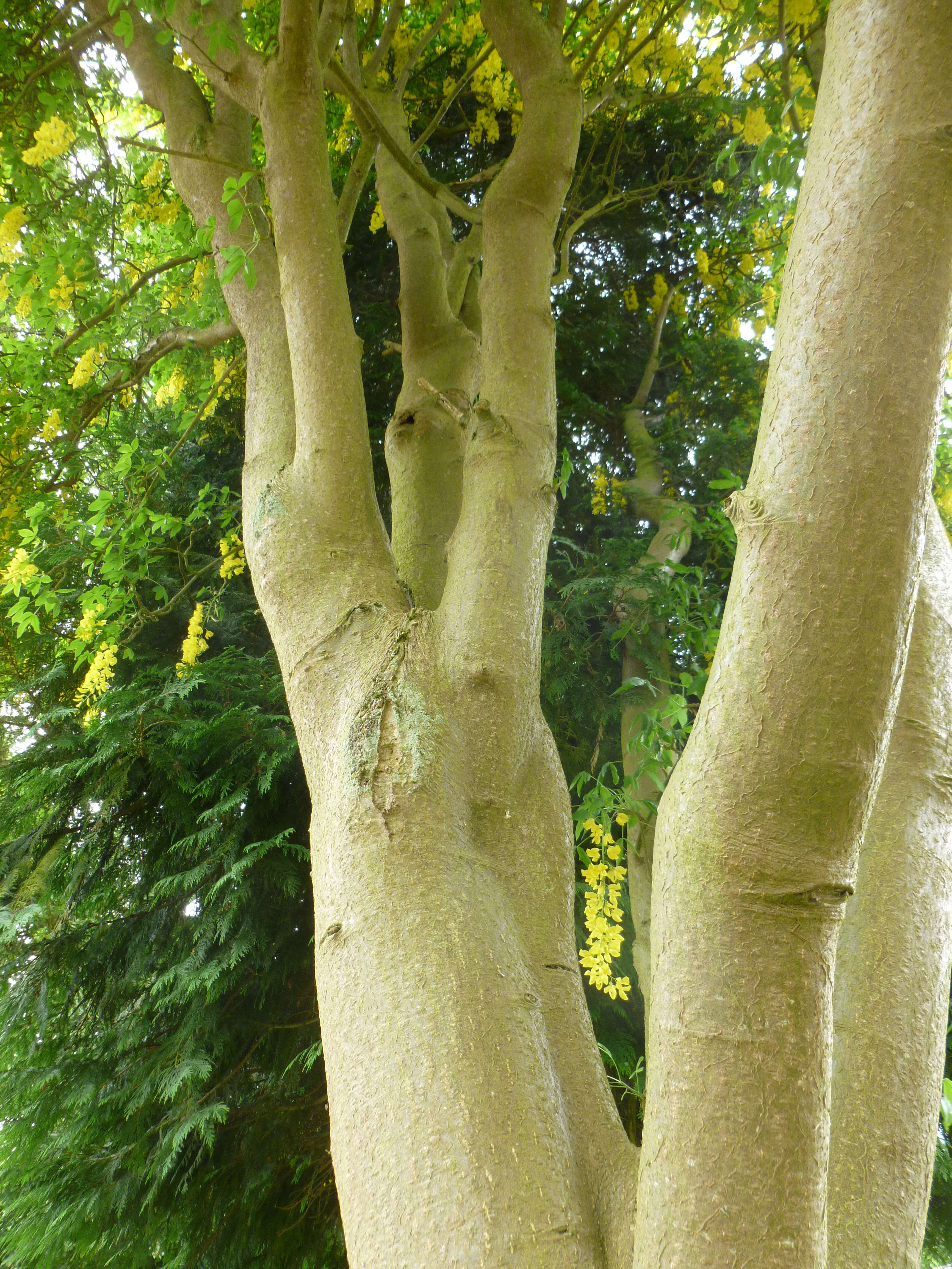 Image of Waterer's Laburnum