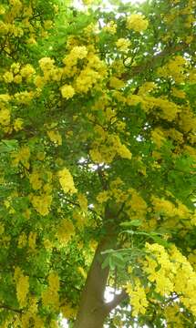 Image of Waterer's Laburnum