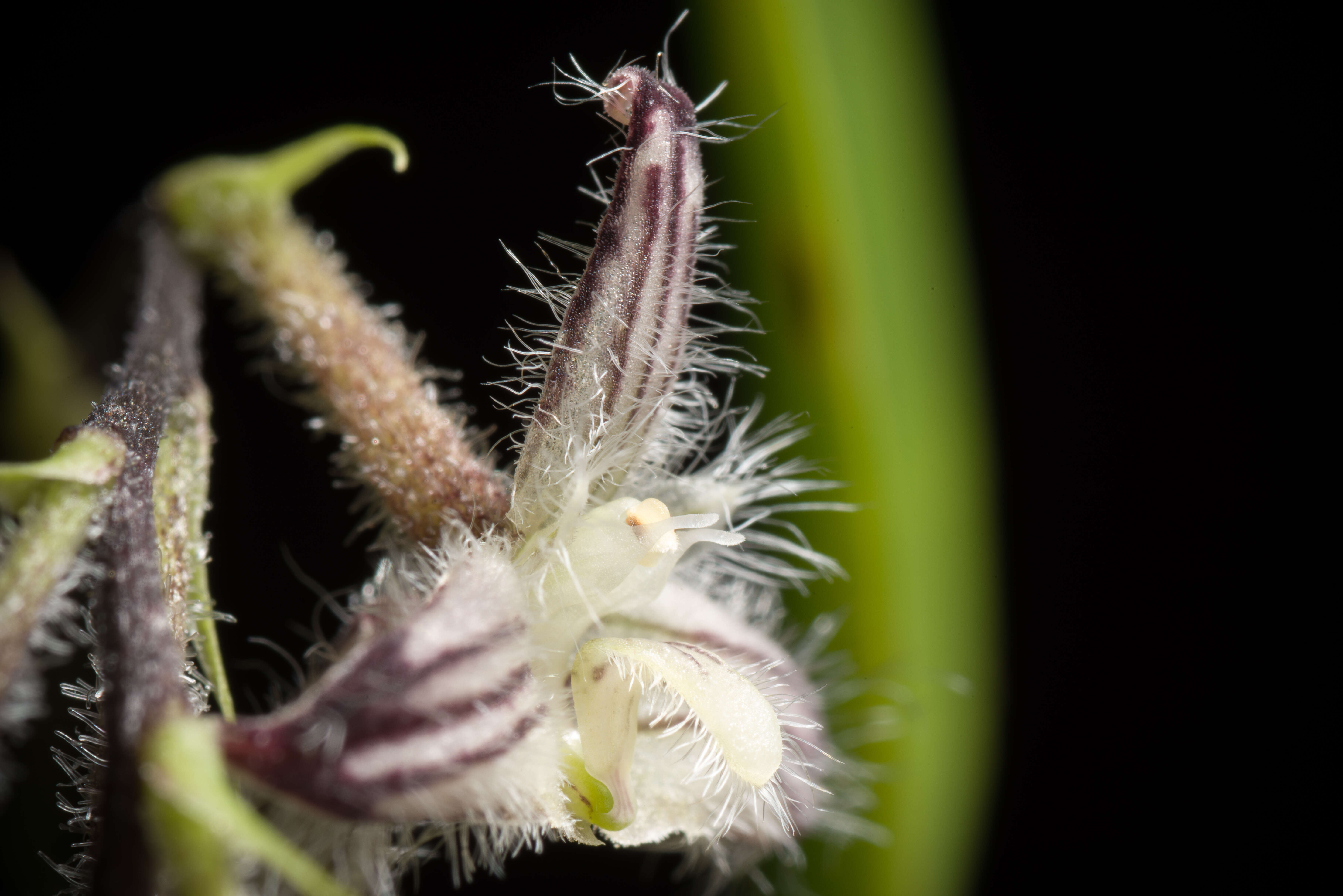 Image of Bulbophyllum lindleyanum Griff.
