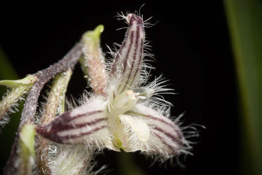 Image of Bulbophyllum lindleyanum Griff.