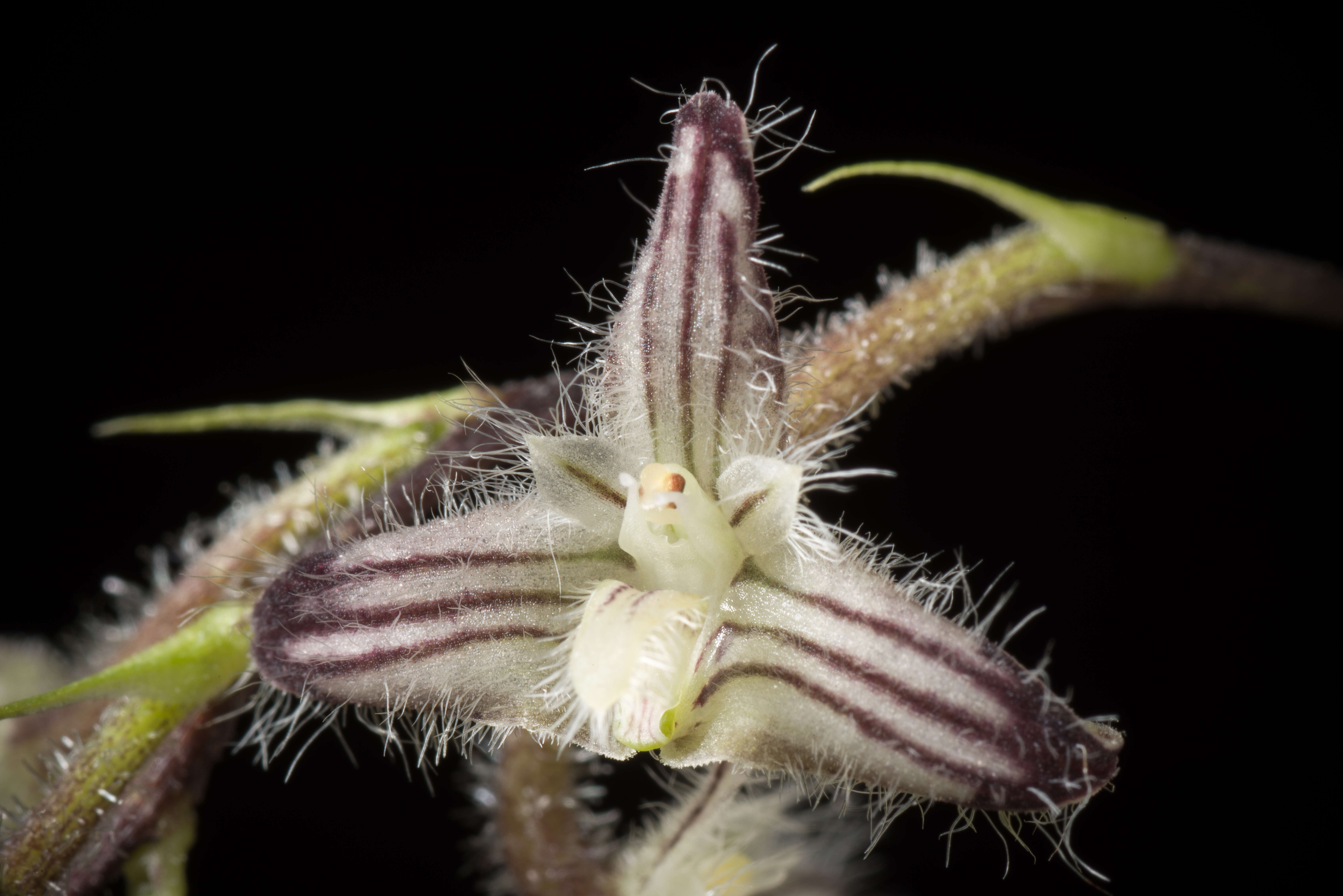 Image of Bulbophyllum lindleyanum Griff.