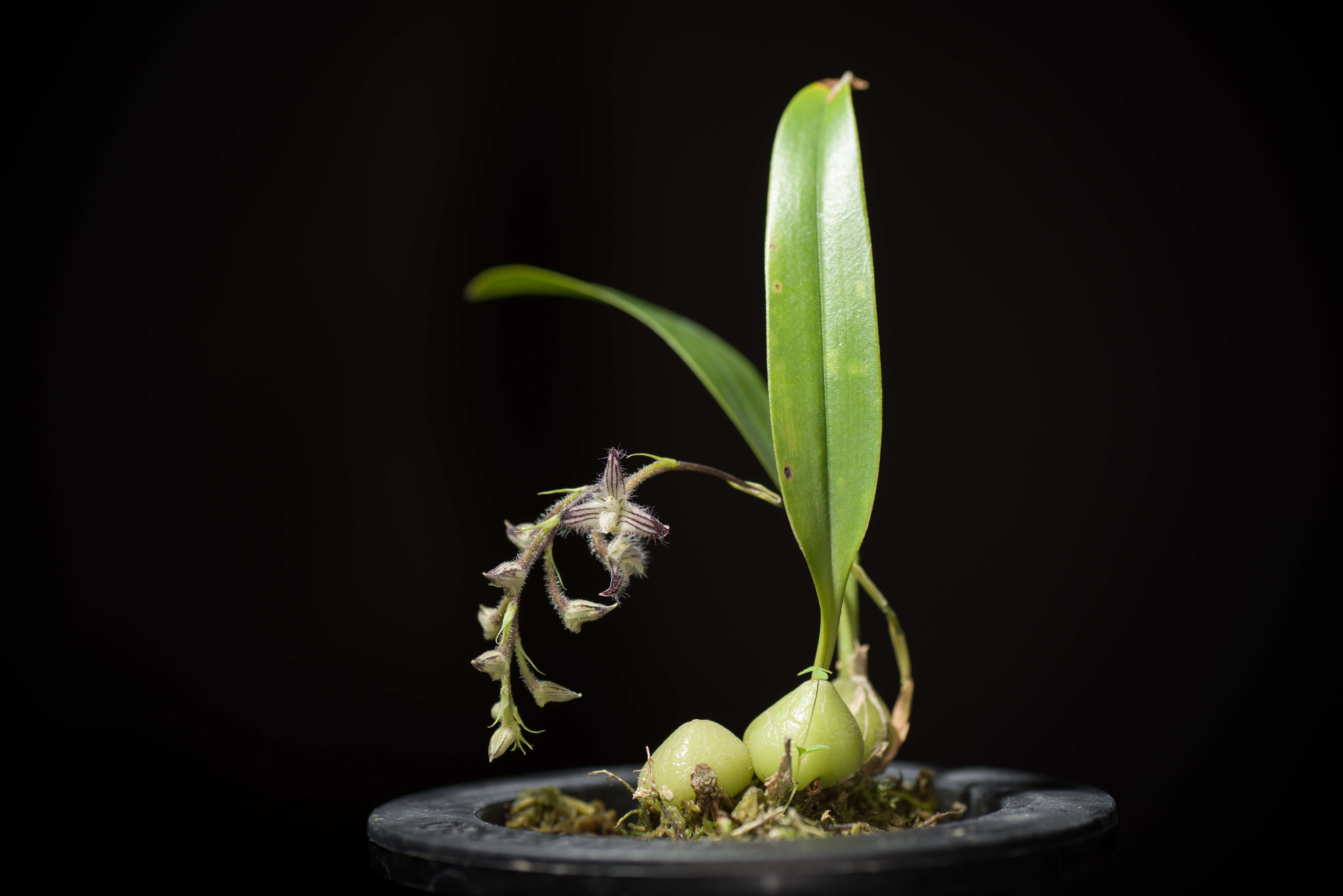 Image of Bulbophyllum lindleyanum Griff.