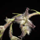 Image of Bulbophyllum lindleyanum Griff.