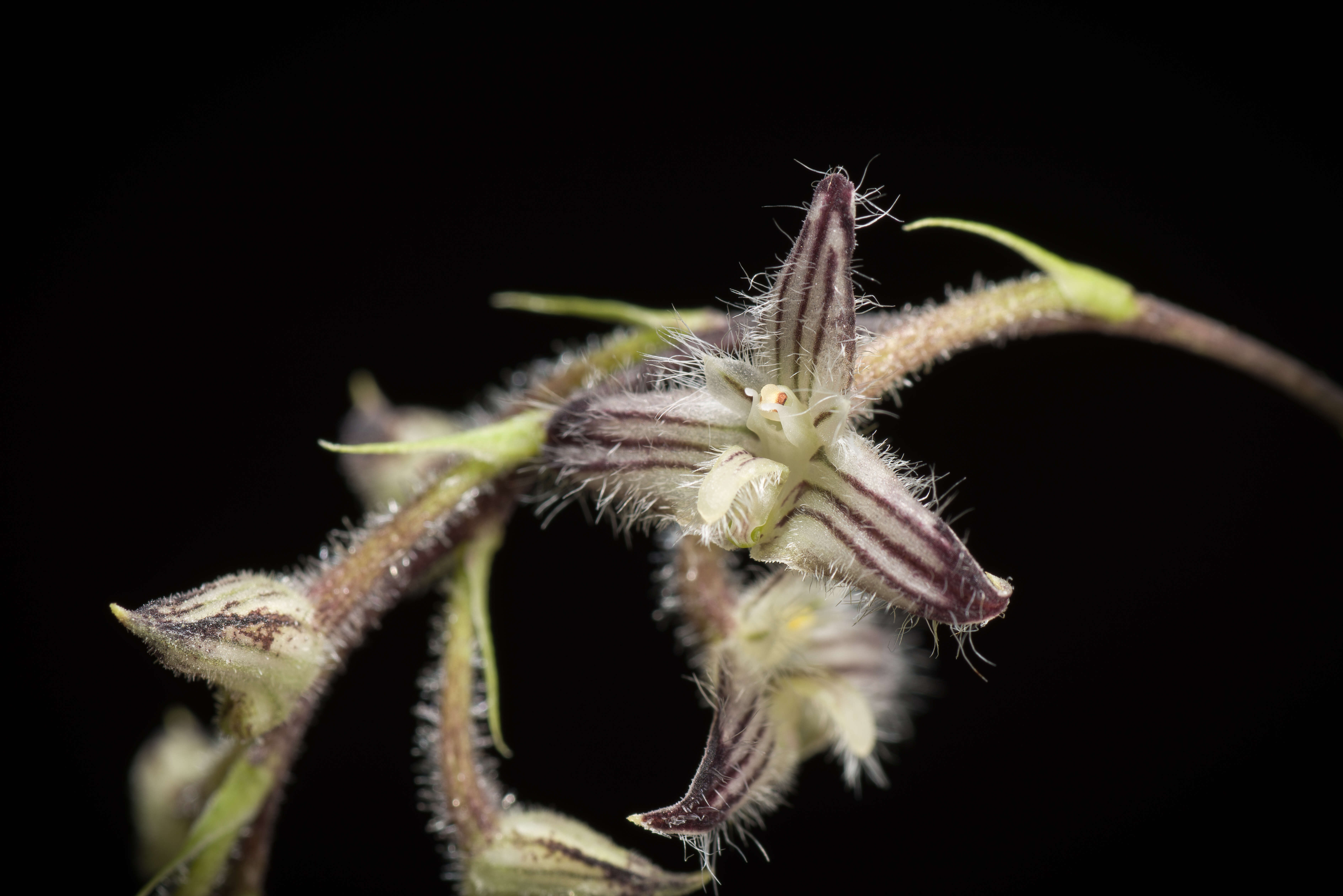 Image of Bulbophyllum lindleyanum Griff.