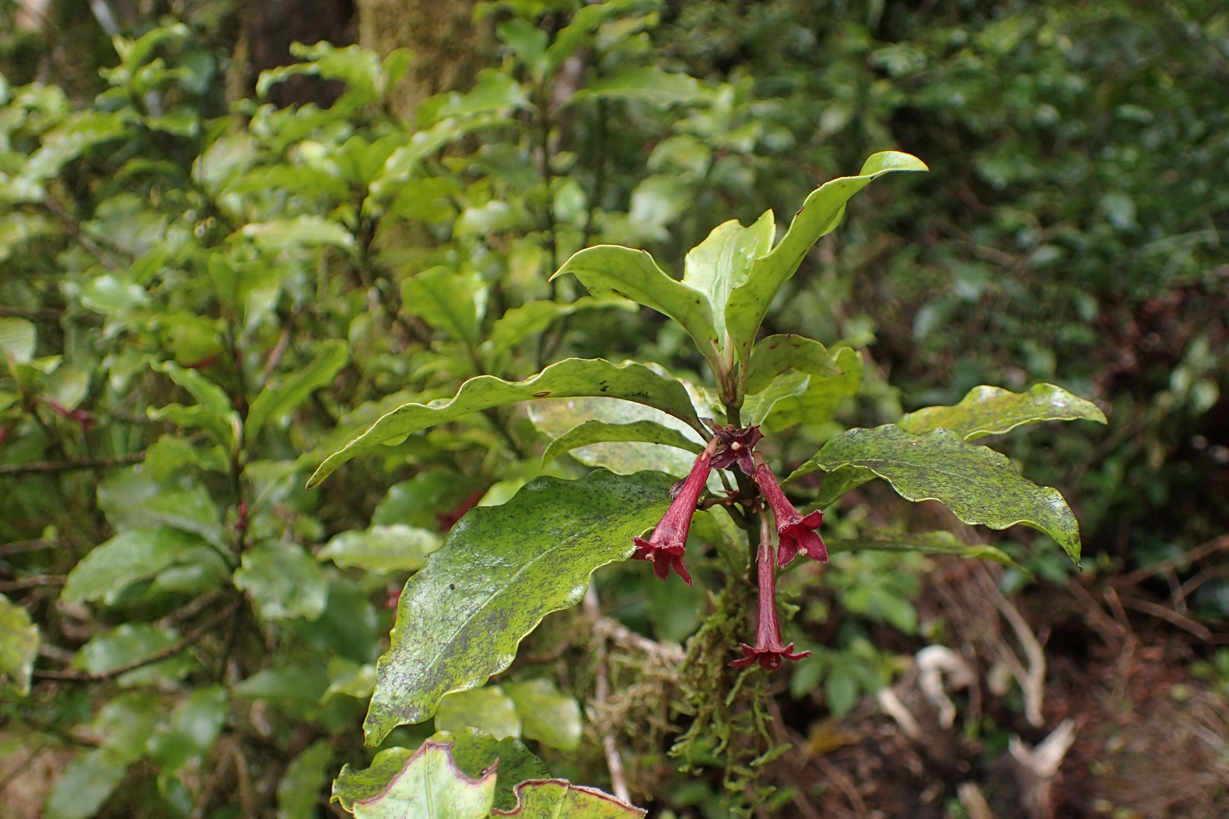 Image of Shrubby honeysuckle